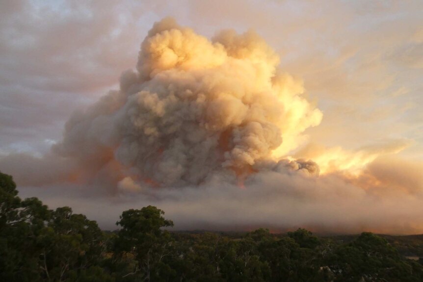 热浪带来丛林大火的风险。1月24日晚，阿德莱德东南部的Cherry Gardens大火冒起了烟雾。