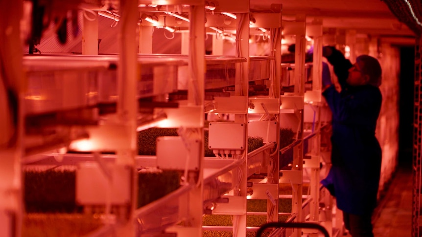 An out-of-focus worker tends to plants on a stack under pink light generated by LEDs.