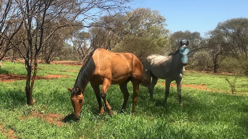 two horses in a paddock