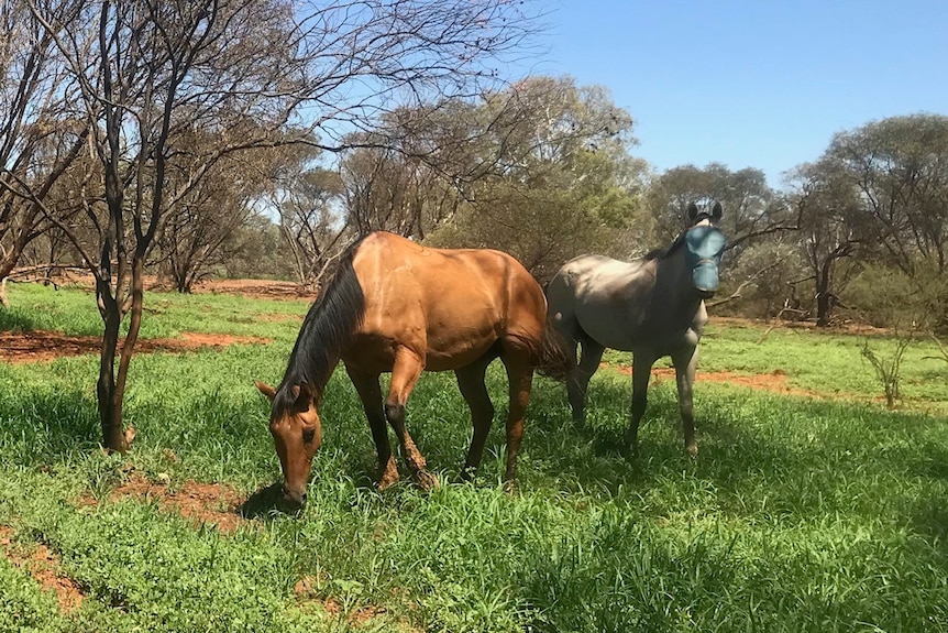 2 horses in a paddock