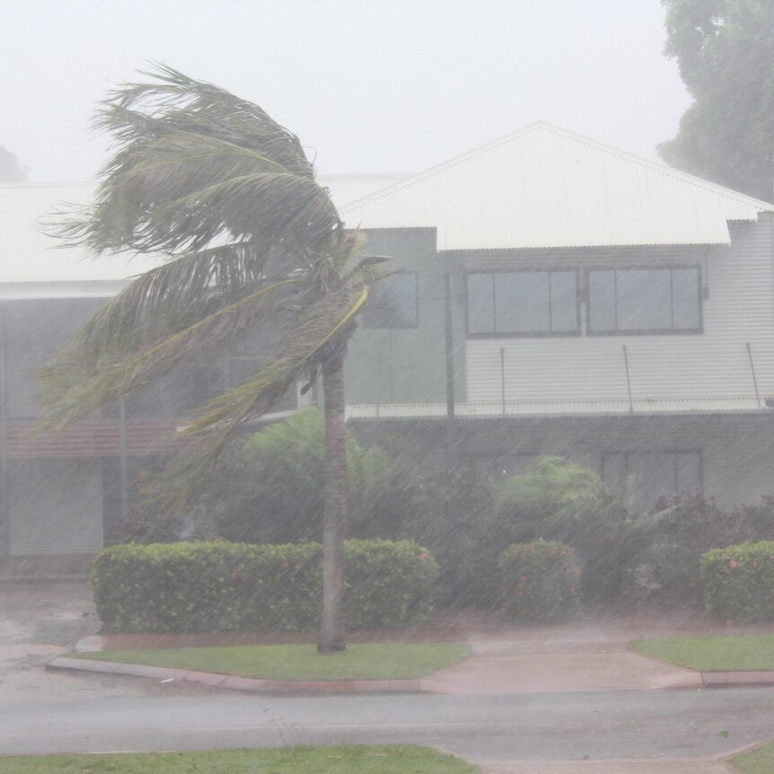 A palm tree sways to the left as strong wind blows and heavy rain falls