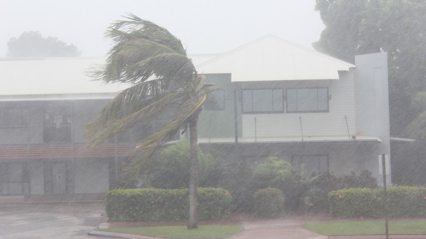 A palm tree sways to the left as strong wind blows and heavy rain falls