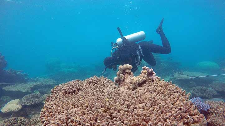 Dead table corals killed by bleaching in the northern section of the Great Barrier Reef.