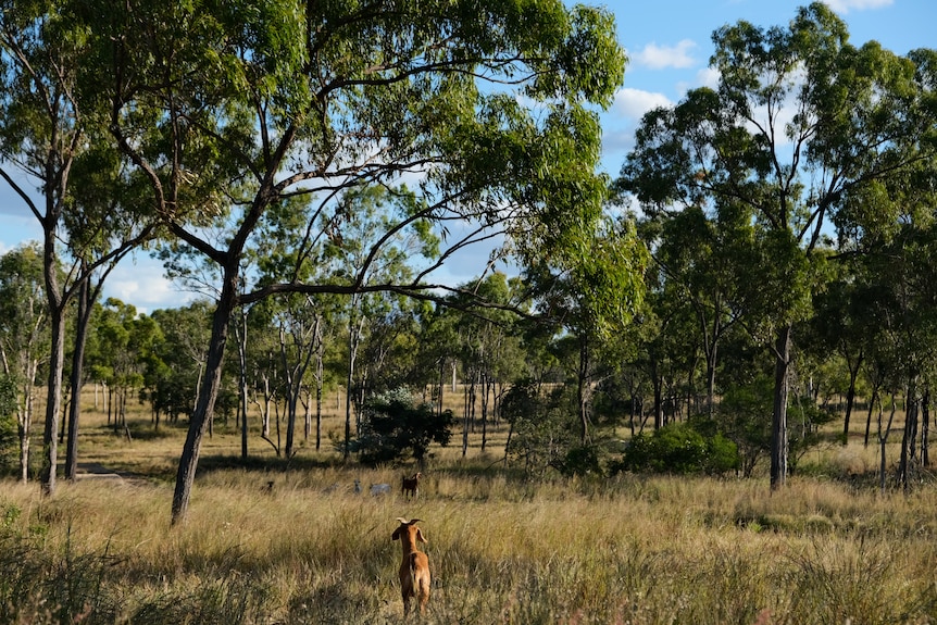 A goat stands in a bush paddock