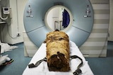 A mummy in a CT scanner