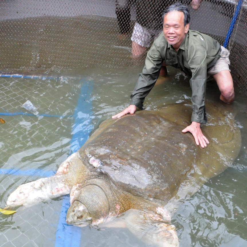 Vietnam's sacred turtle