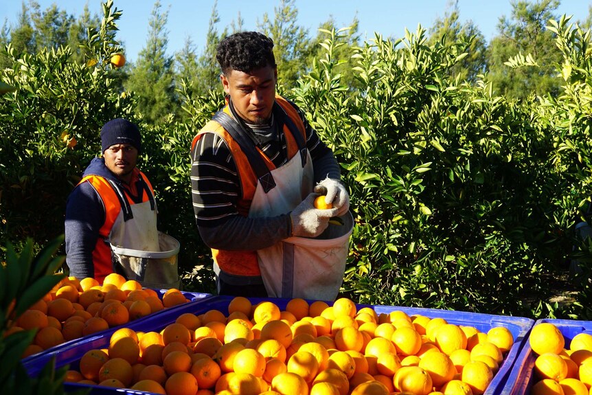 Two pickers work in the Moora Citrus orchard, sorting oranges.