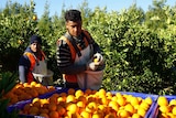 Two pickers working in an orchard picking citrus.