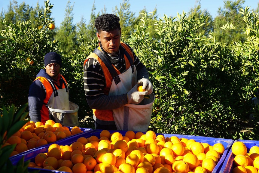 Two pickers work in the Moora Citrus orchard, sorting oranges.