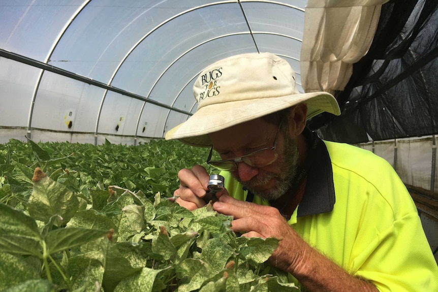 A man in a fluoro yellow shirt and a hat, looking closely at the leaves of a plant.