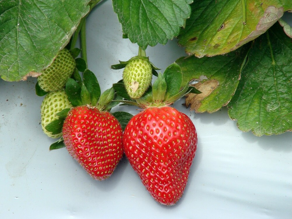 Royal Queensland Show strawberries work a treat ABC News
