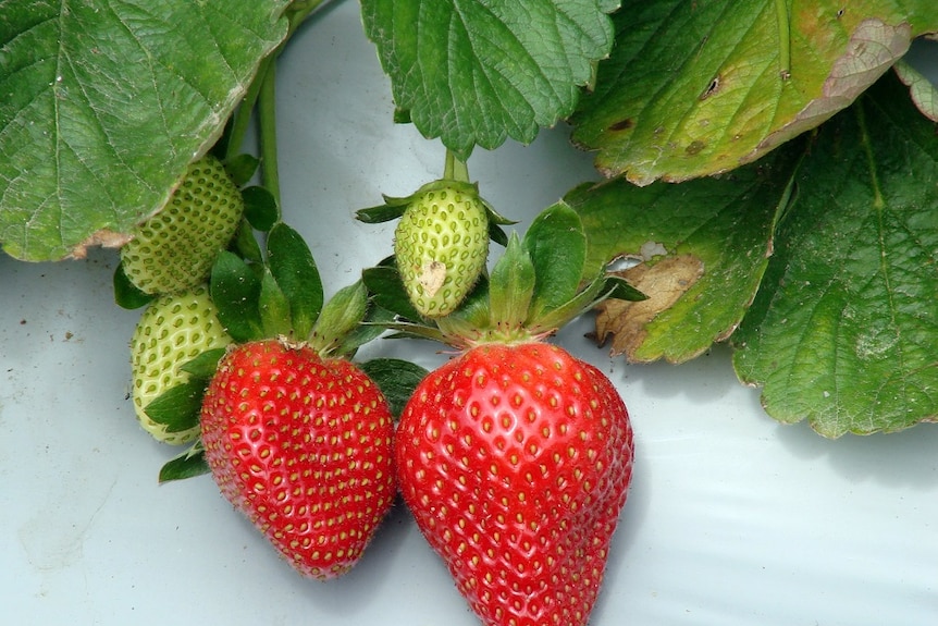 Ruby Gem strawberries