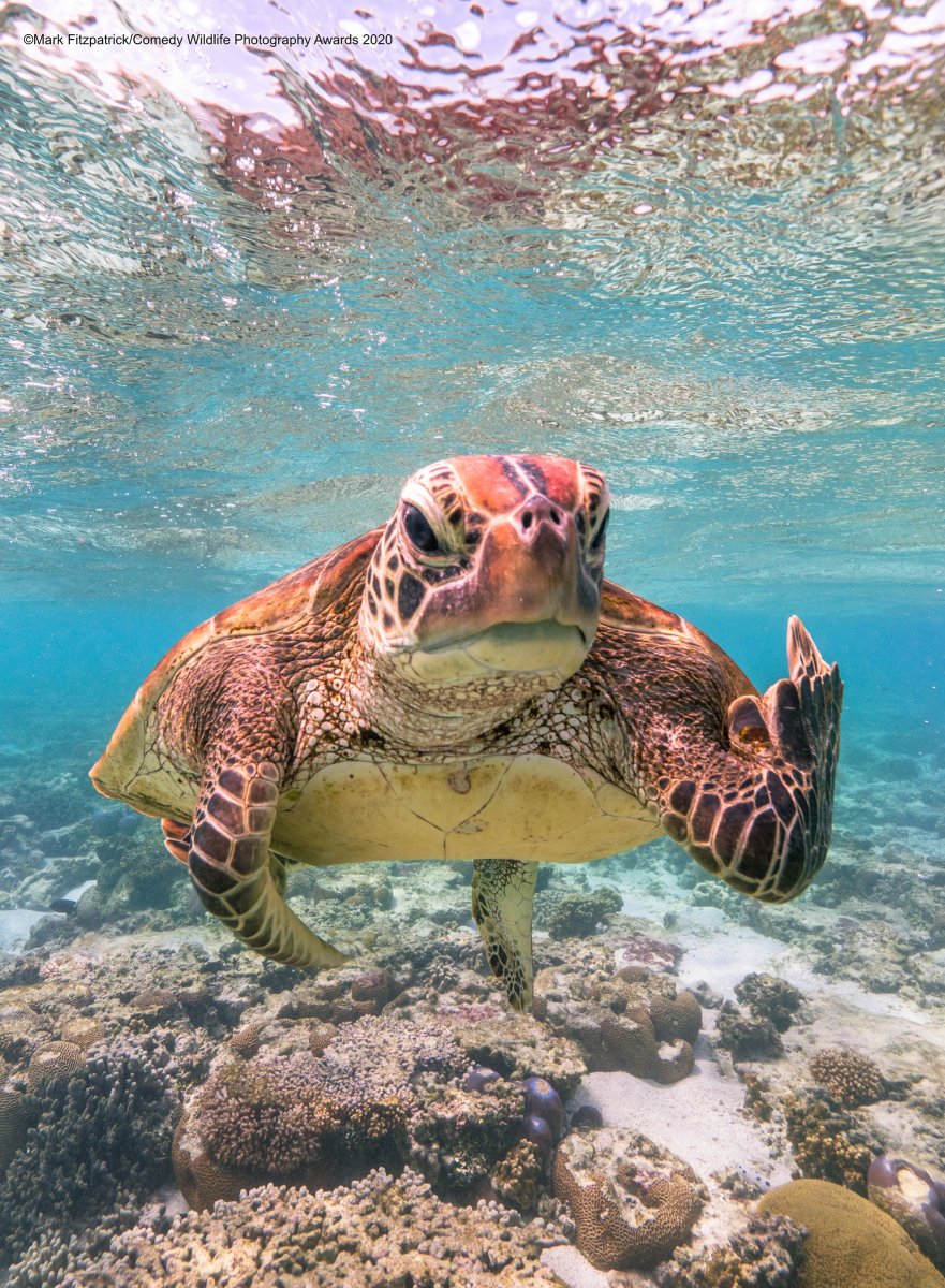 A turtle underwater appears to flip the bird at the camera.
