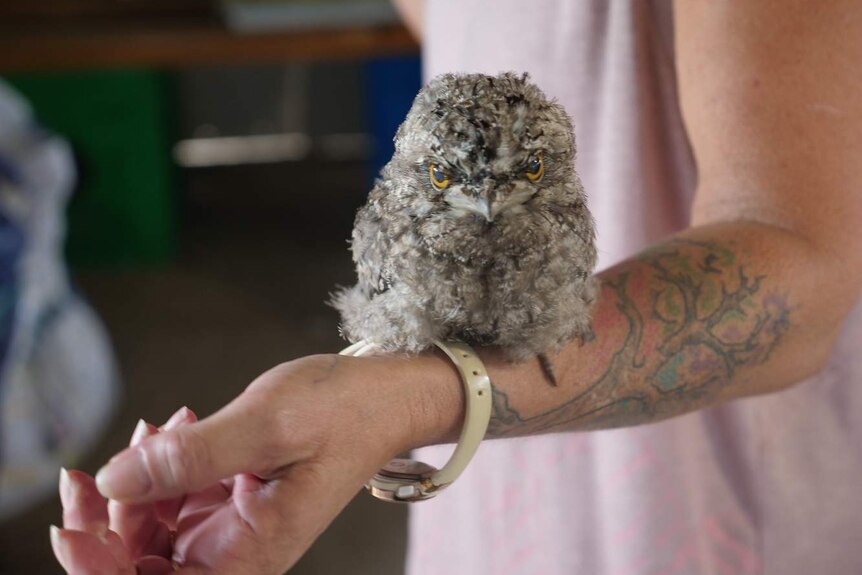 A fluffy baby tawny frogmouth bird sits perched on a woman's arm.