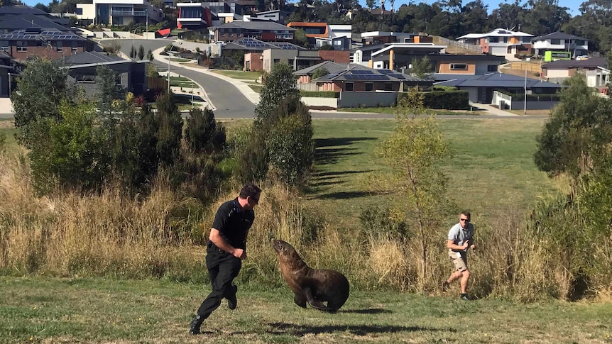 A seal runs across a paddock in Launceston