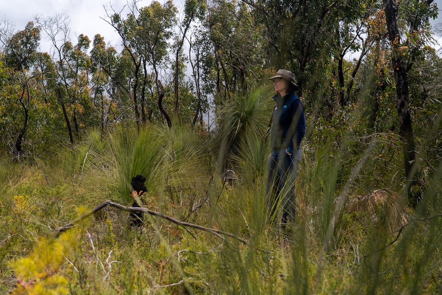 A woman stands in heathland with grass trees around her
