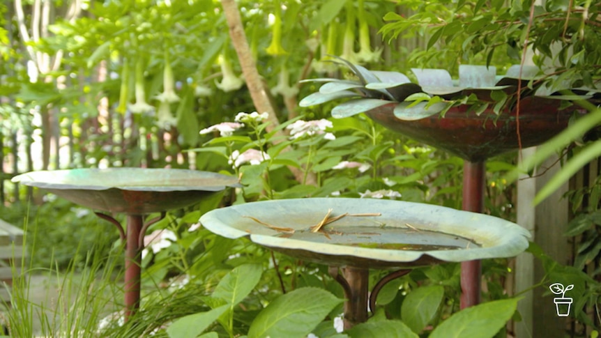 Shady garden with metal birdbaths in the shape of lilypads