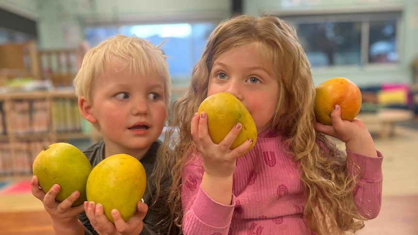 a young boy and girl from kindergarden holding and sniffing mangoes in their classroom