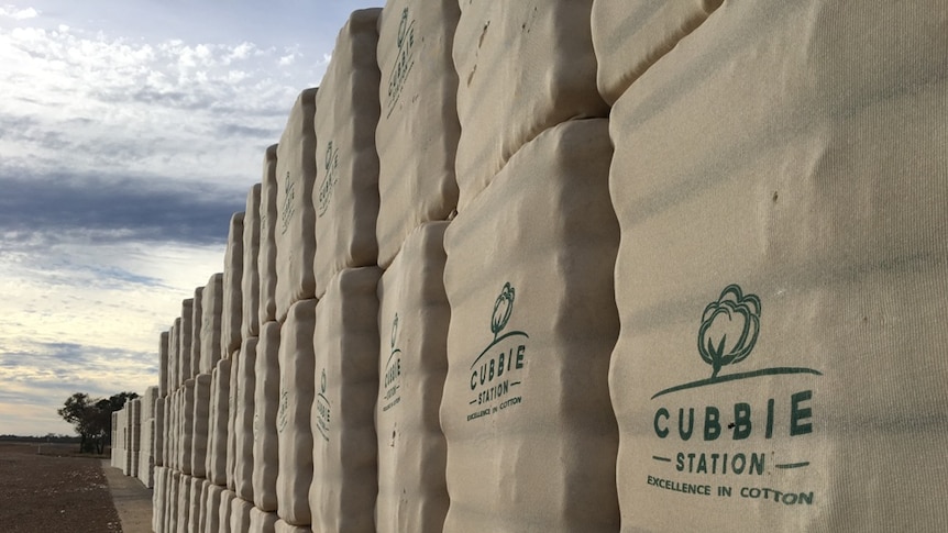 A long row of large, off-white, lumpy square cotton bales bearing the cubbie station logo face the setting sun.