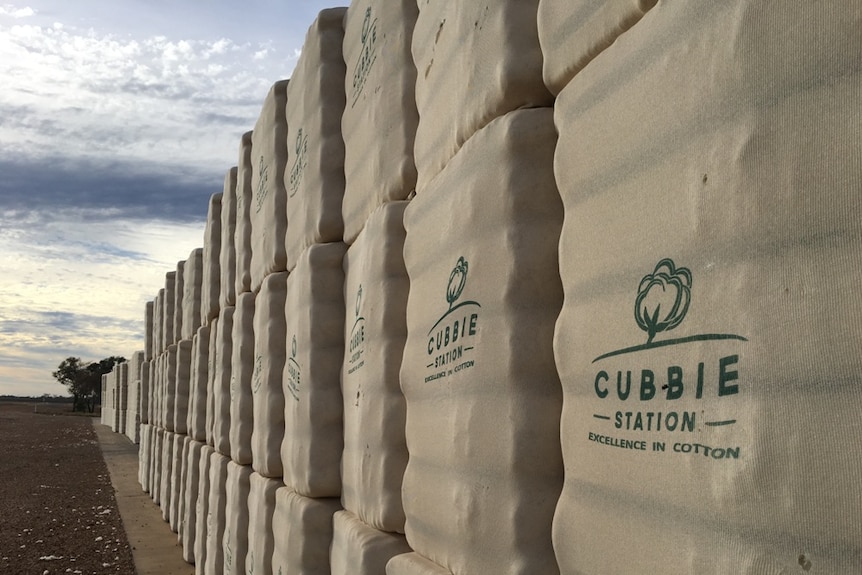 A long row of large, off-white, lumpy square cotton bales bearing the cubbie station logo face the setting sun.