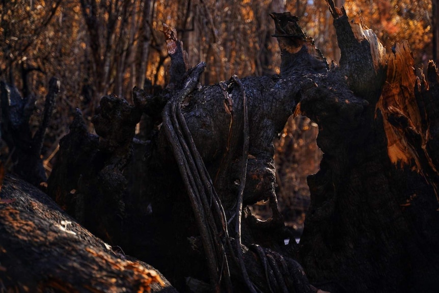 The tree know as The Prefect, burnt in summer bushfires