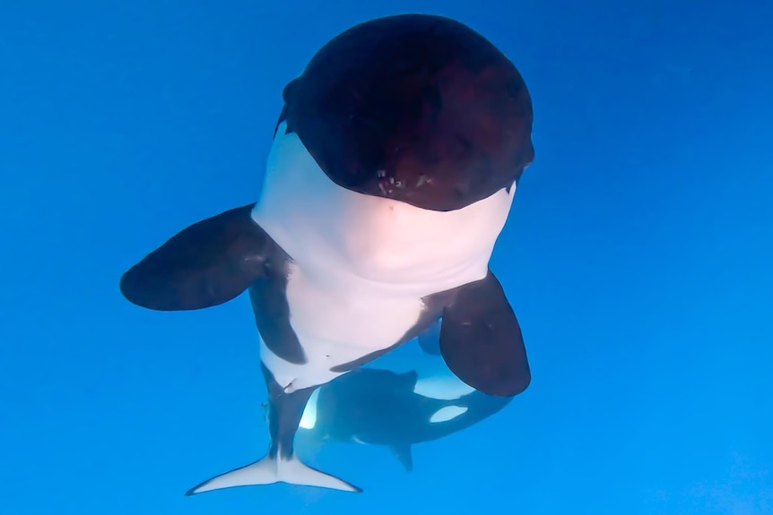 orca calf smiling for the camera under water