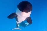 orca calf smiling for the camera under water