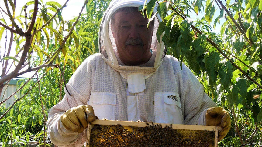 A grey haired main in a full beekeeper suit smiles while holding part of a bee hive crawling with bees he's surrounded by trees