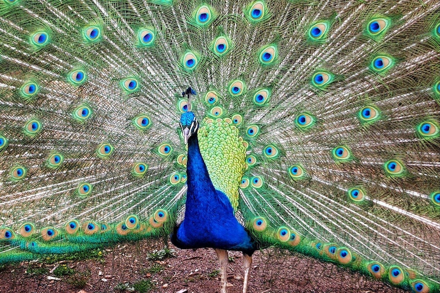 A blue peacock with its green and blue feathers outstretched standing on bare dirt and grass.