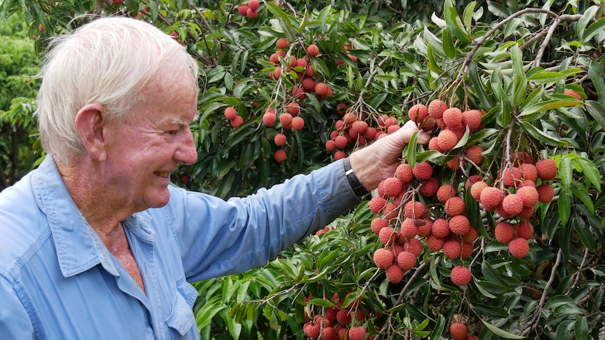 An older man smiles as he inspects some lychees growing on a tree.