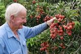 An older man smiles as he inspects some lychees growing on a tree.