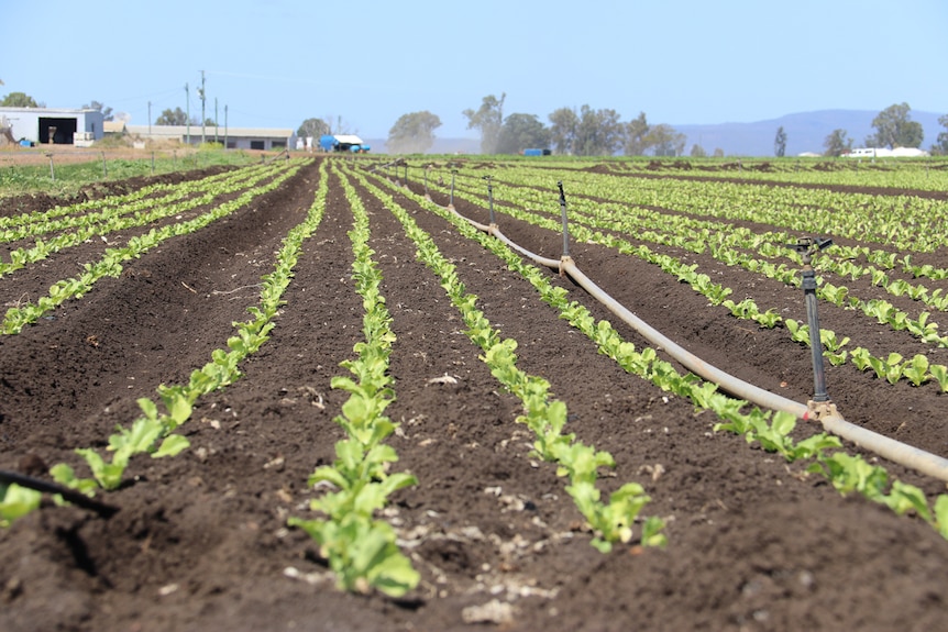 Rows of lettuce seedlings growing near Toowoomba, September 2020.