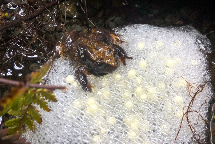 A photo of a Baw Baw frog with its eggs.