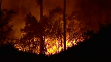 After bushfires that devastated parts of of the Namadgi National Park the plant was found (file photo).