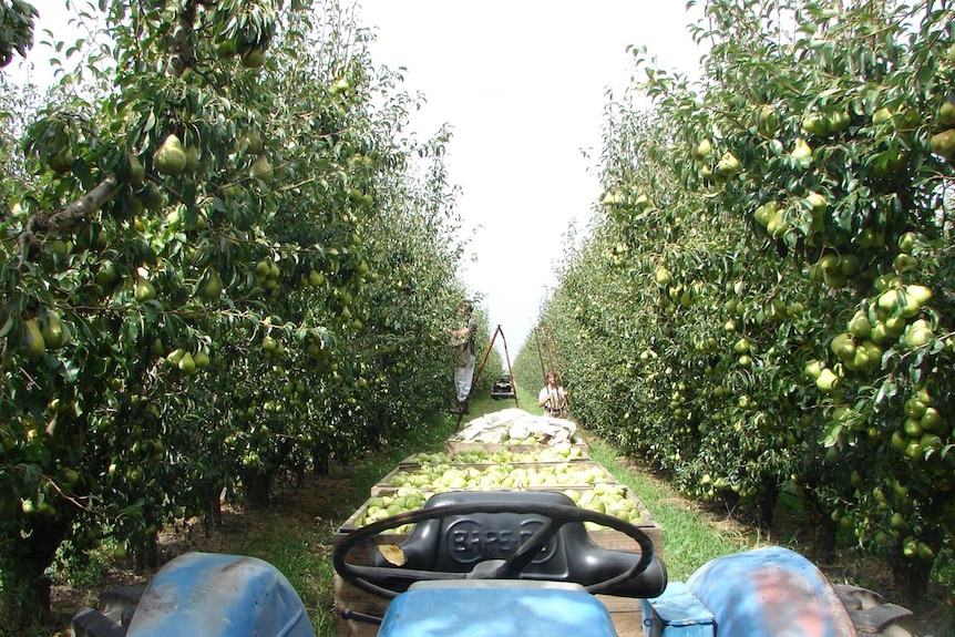 Pears and apples for export will be a major part of the new Pomona Valley's plans