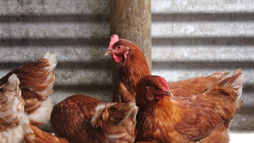 Several hens mingle in a tin shed