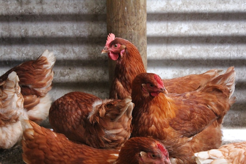 Several chickens in a shed.