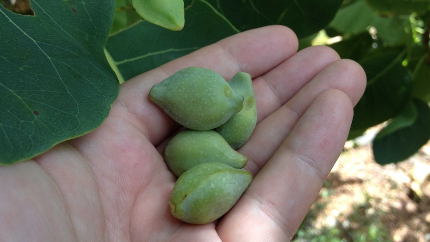 Kakadu Plum