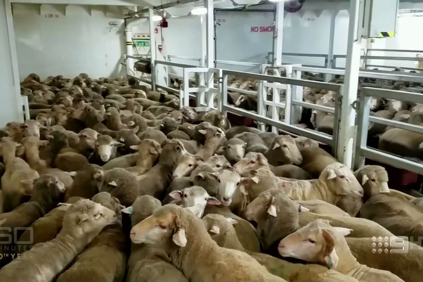 Live export company Emanuel Exports' licence renewed after three-year ban -  ABC News