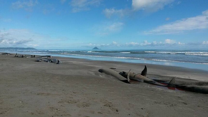 Hundreds of whales beached on New Zealand islands - ABC News