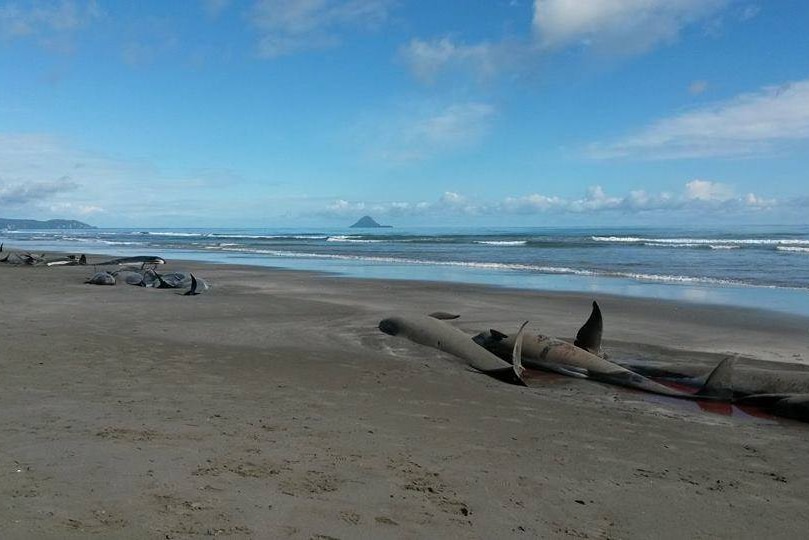 Beached Pilot Whales in the Bay of Plenty