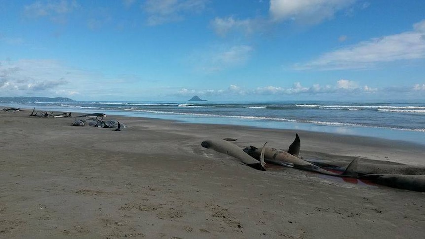 Beached Pilot Whales in the Bay of Plenty