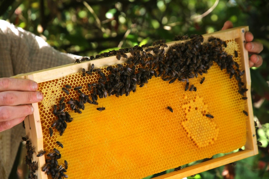 Close up of bees in a hive.