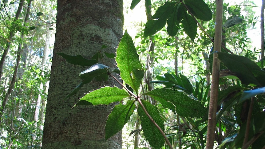 Large straight trunk rainforest tree, in background large 5-tier leaf foreground