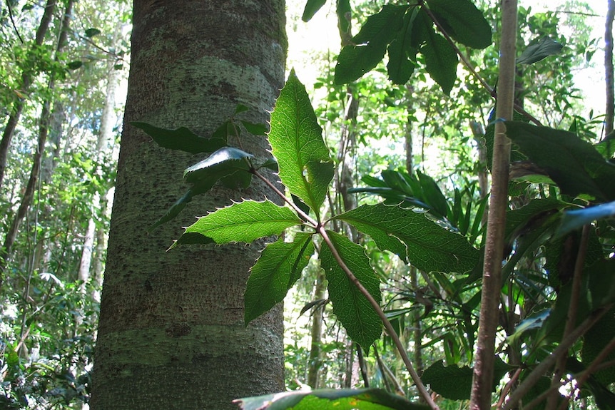 Large straight trunk rainforest tree, in background large 5-tier leaf foreground
