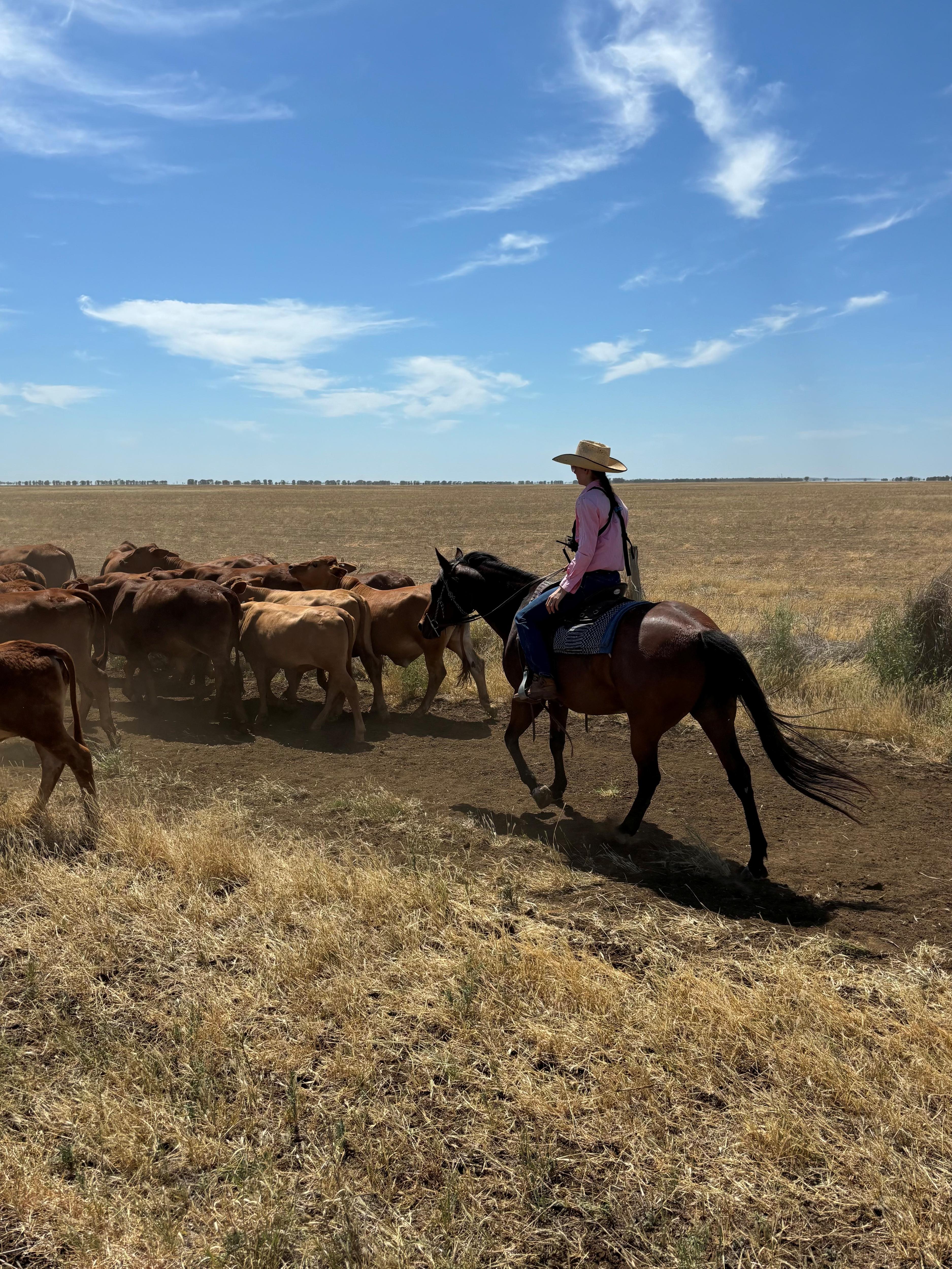 Uma amazona cavalgando e reunindo um rebanho de gado.
