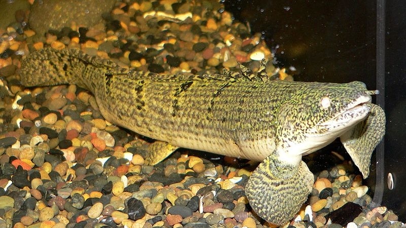 Polypterus