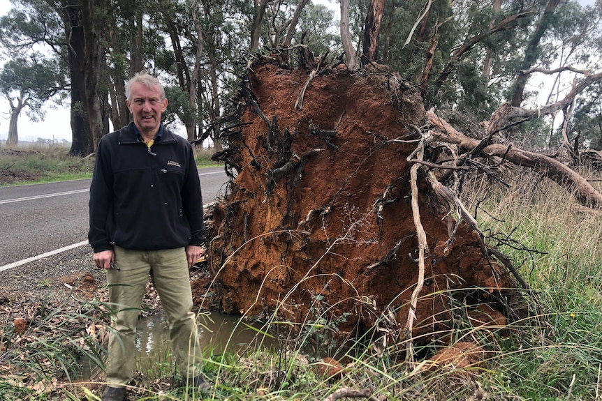 A man stands beside a fallen tree on the side of the road