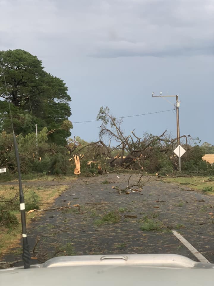Trees fallen over a road