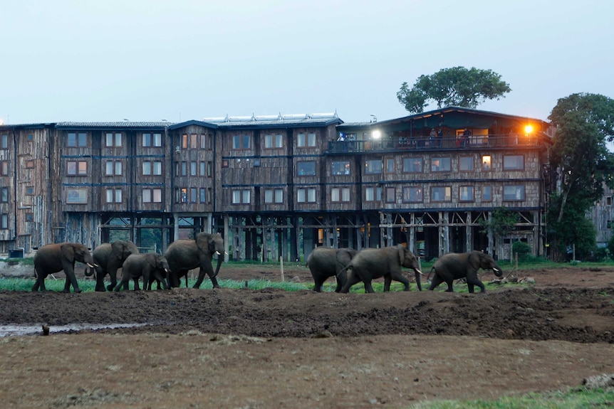 The Treetops Hotel in Kenya